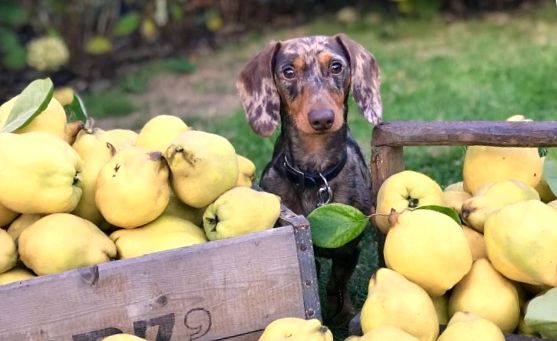 Legume și fructe: ce se poate da câinilor