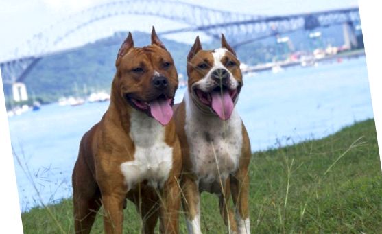 Terrier american Staffordshire
