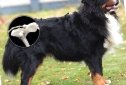 Displazia șoldului la câini: Cum să identificați, simptome și tratamente