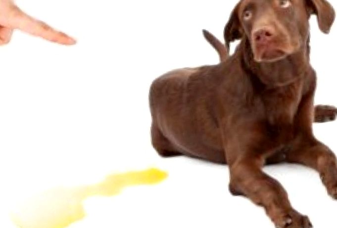 Cum să înțărcați un câine pentru a scrie acasă: de la un cățeluș la un câine adult. Determinarea motivelor comportamentului inadecvat.