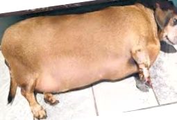 Obezitatea la câini: gradul ei și ce trebuie făcut în acest caz?