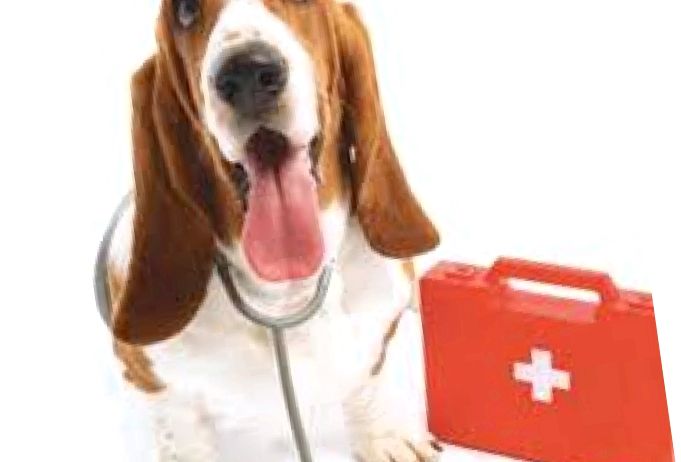PET - terapie, tratament cu animale de companie: ce este, cum sunt selectați și instruiți câinii.