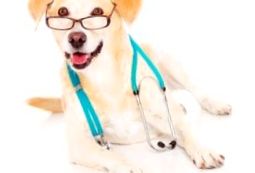 PET - terapie, tratament cu animale de companie: ce este, cum sunt selectați și instruiți câinii.