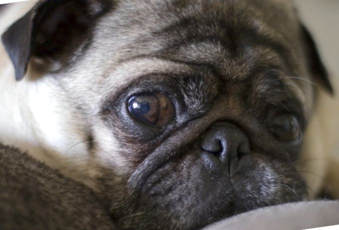De ce câinii se tem de a fi singuri: 4 forme de stres au câinii atunci când se separă de proprietari