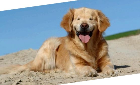 Atrofia progresivă a retinei la câini: cauze, simptome și tratament