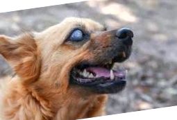 Atrofia progresivă a retinei la câini: cauze, simptome și tratament