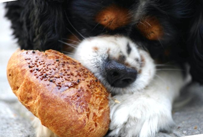 Câinele își dorește în permanență să mănânce: ce să faci, care sunt motivele?