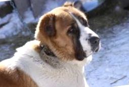 Câine ciobanesc din Asia Centrală sau Alabai