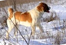 Câine ciobanesc din Asia Centrală sau Alabai