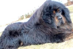 Mastiff tibetan