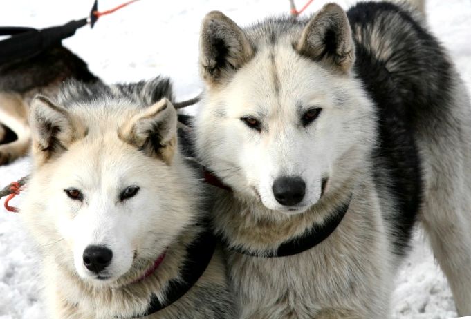 15 mii de ani - oamenii de știință au stabilit vârsta raselor câinilor de sanie din nord