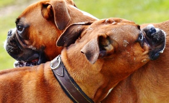 Împerecherea câinilor: tot ce trebuie să știți